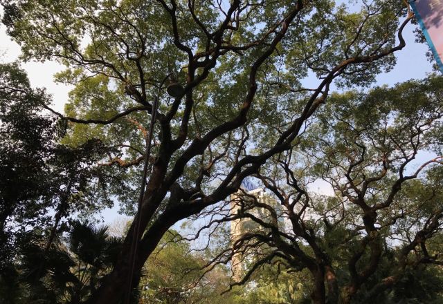 Kowloon Park