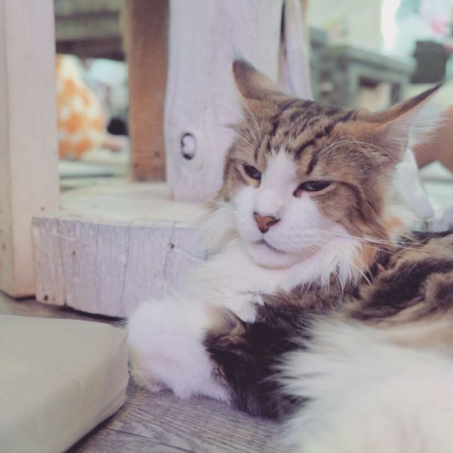 Caturday Cat Cafe