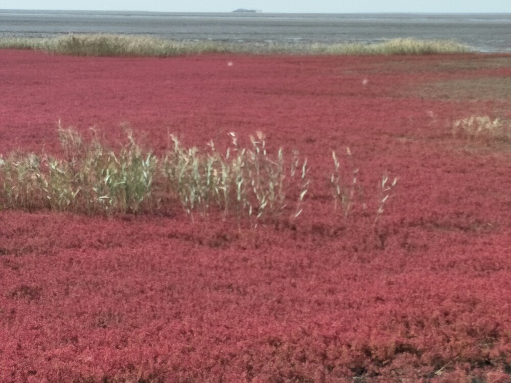 红海湿地