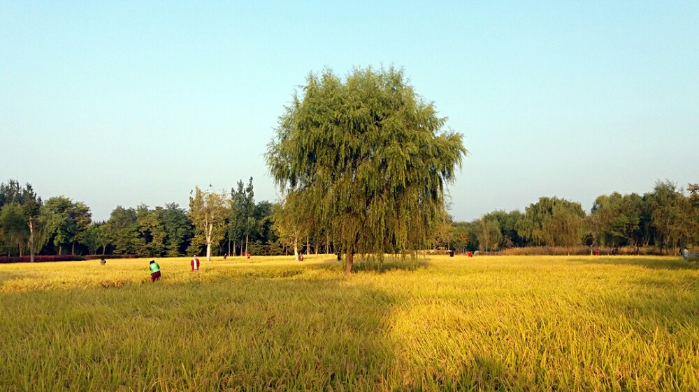 葫芦岛的秋天