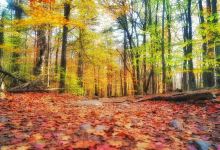 Monadnock State Park景点图片