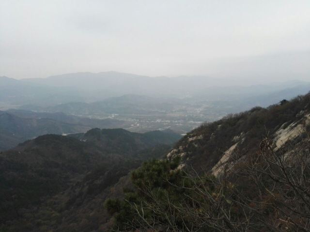 수탉 산