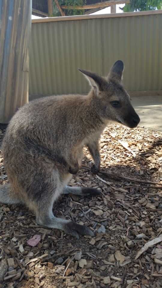 Melbourne Zoo