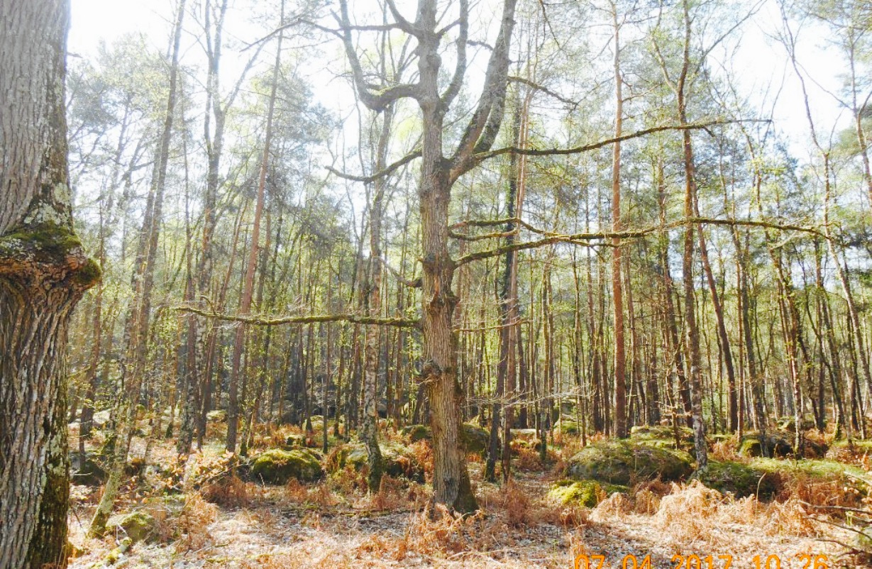 Caverne des Brigands餐厅图片