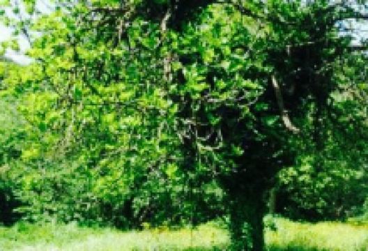 Ai 3 Archi美食图片