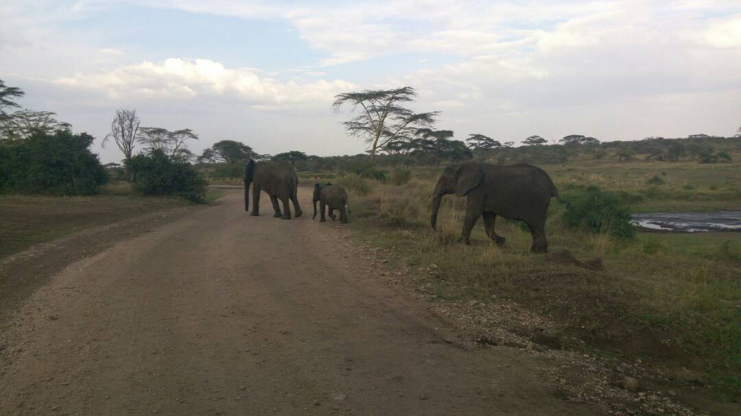 塞伦盖地--热情非洲之旅，移动的帐蓬环保之游 第一站  塔兰雷吉国家公园 东非最大的象群聚集地。 早