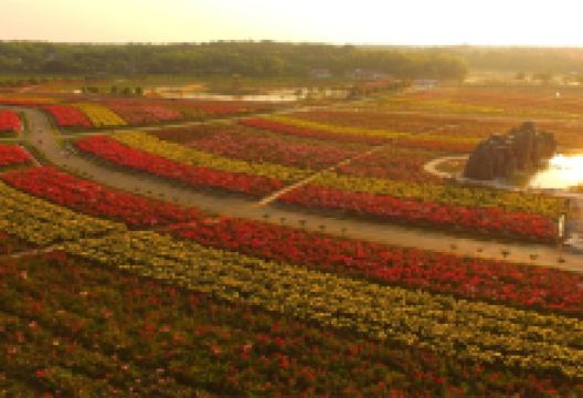 常德洞庭玫瑰花海景点图片