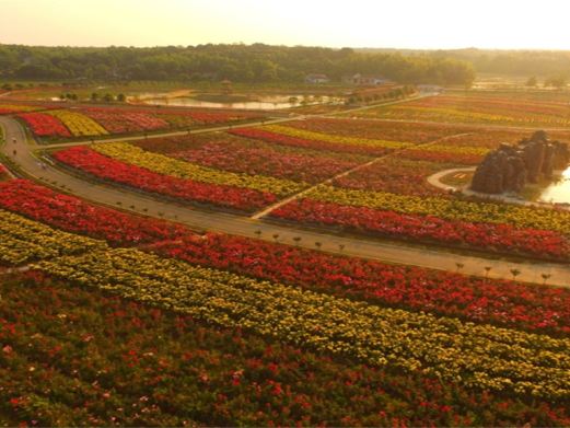 常德洞庭玫瑰花海