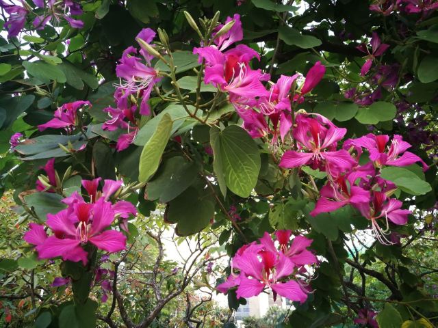 Kowloon Park