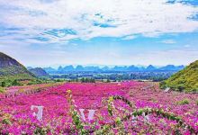 桂林花海景区景点图片