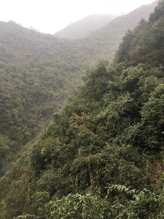 첸다오 비징