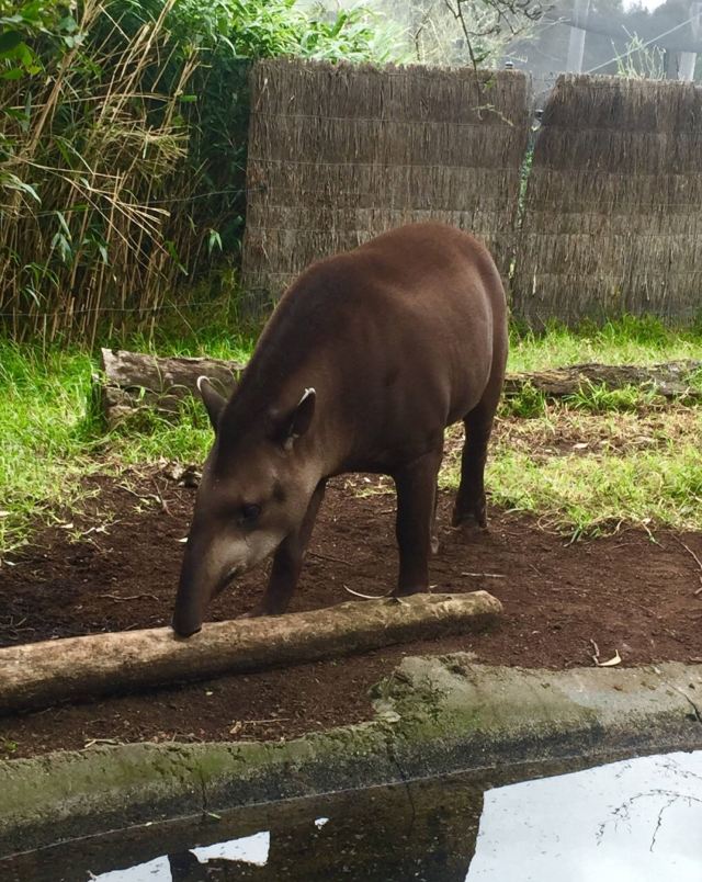 Melbourne Zoo