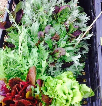 The Harriet Brasserie餐厅图片