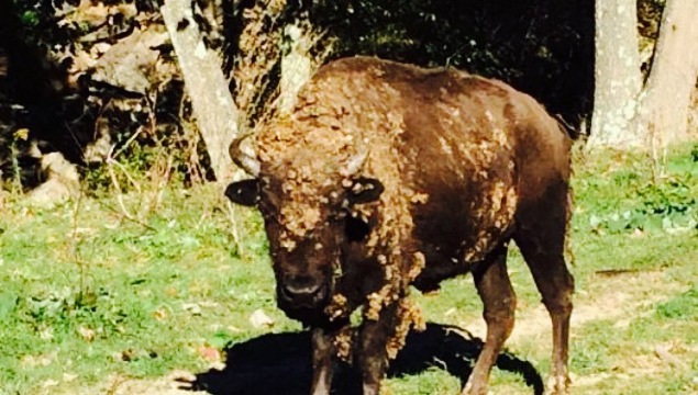 Buffalo Trail Restaurant餐厅图片