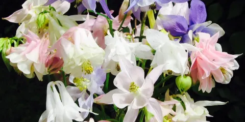 Touchwood Aquilegia Garden