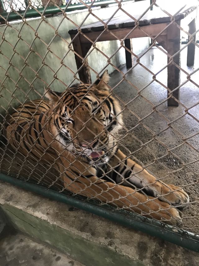 Tiger Kingdom Phuket