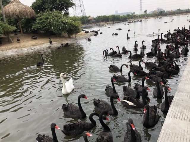 Chimelong Bird Park