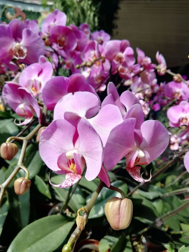 City of Flower
