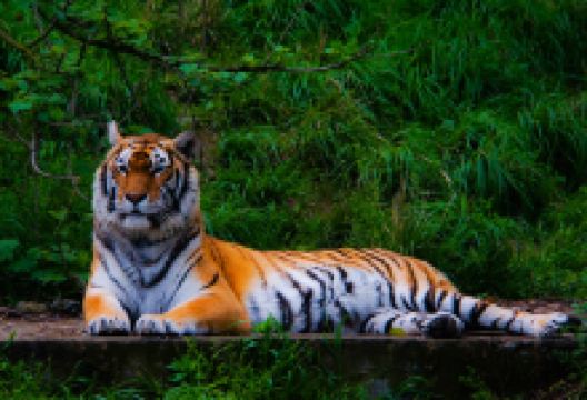 宁波野生动物园景点图片