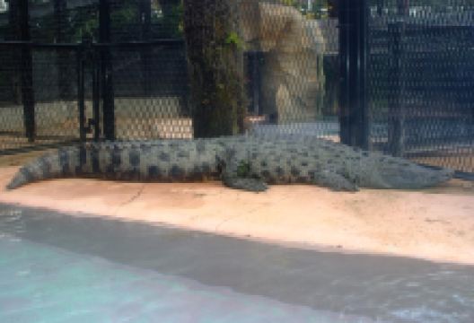 热川香蕉鳄鱼园景点图片