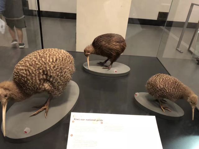 Auckland War Memorial Museum