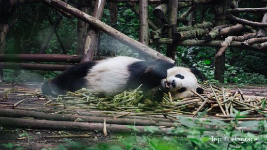 Chengdu Giant Panda Ecological Park Tourism Museum