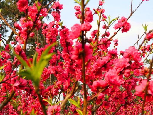 桃花岛
