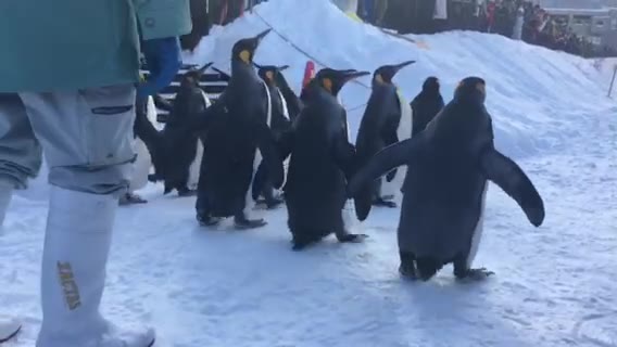 旭川动物园冬季企鹅散步游行，简直萌翻～