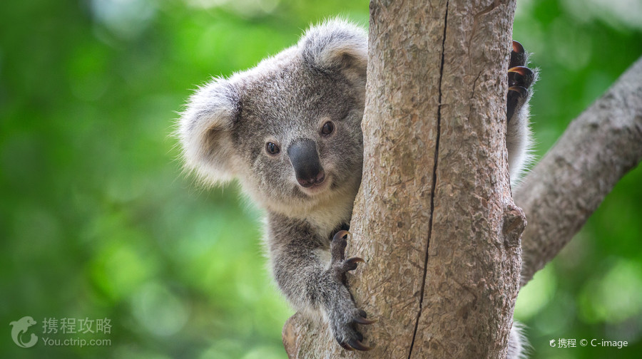 Kuranda Koala Gardens