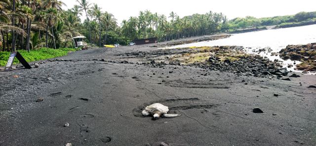 Punaluu Black Sand Beach