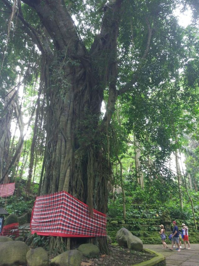 Ubud Monkey Forest