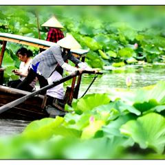 Lotus Pond In Moonlight Wetland Park Travel Guidebook Must Visit