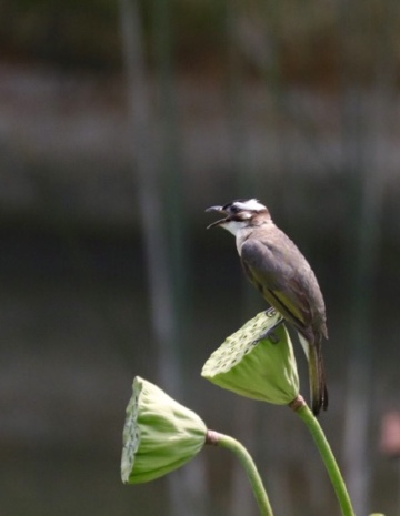 矮寨大桥观景农家柴火饭店