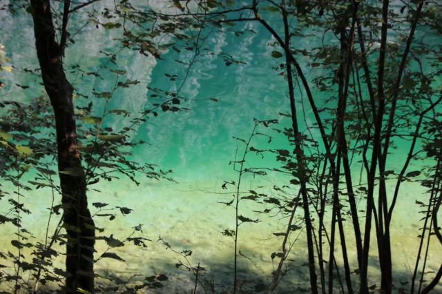 Magic Forest