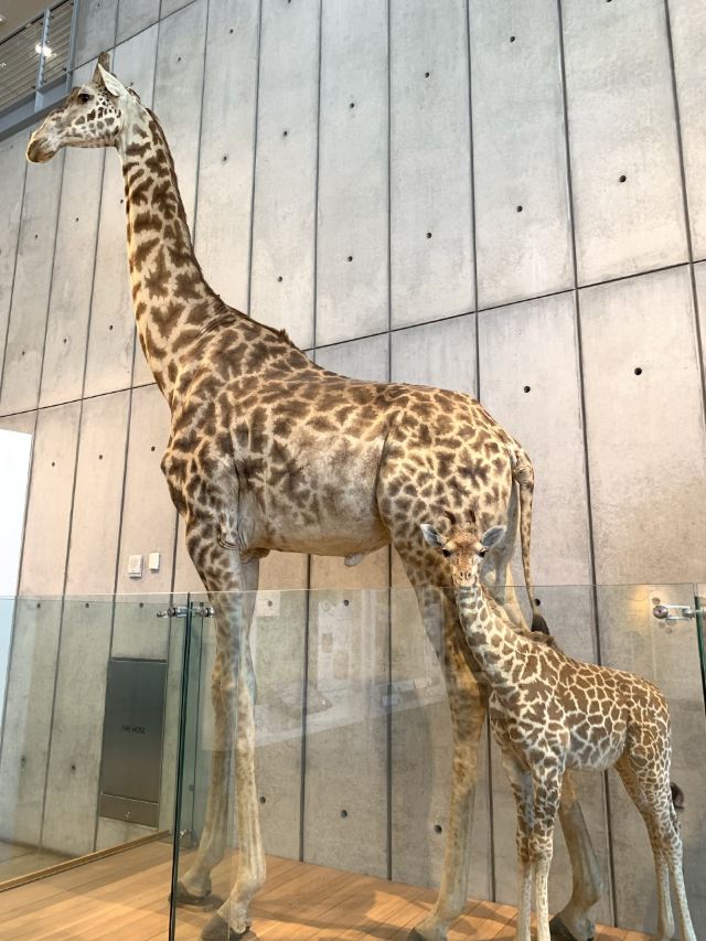 California Academy of Sciences