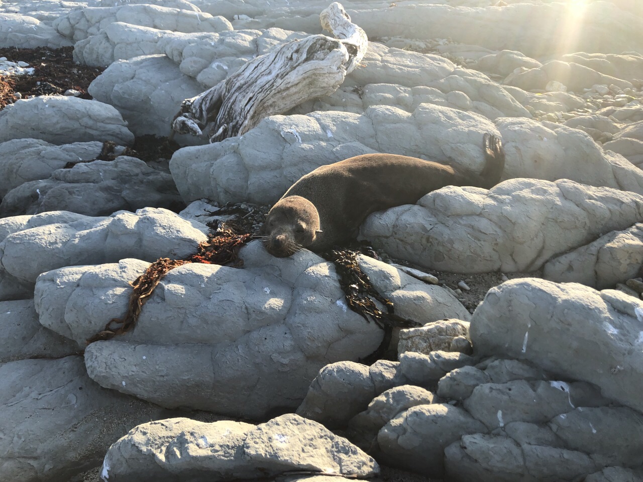 If You Want To Go To Sea To Watch Whales Seals Dolphins And