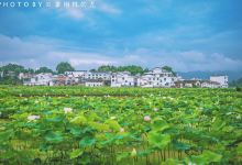 莲花广场景点图片