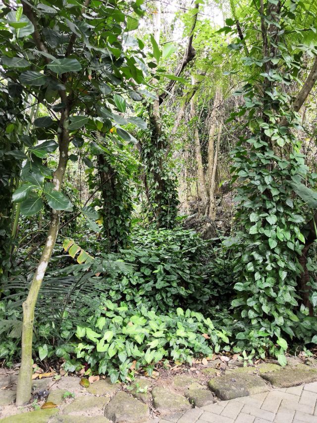 Yanoda Rainforest Cultural Tourism Zone
