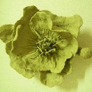 梦想前沿的皓皓