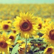 彼得兔妞不爱胡萝卜