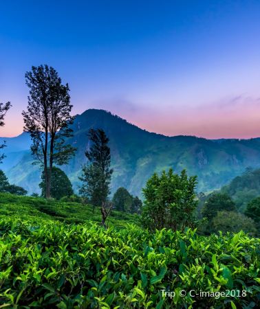 7天6晚 • 科倫坡Colombo＋雅拉國家公園safari＋安布鲁瓦瓦塔＋獅子岩＋佛牙寺＋丹布勒石窟＋加勒