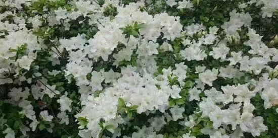 美國植物園