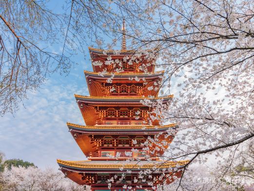 东湖樱花园
