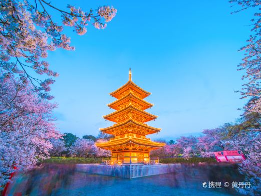 东湖樱花园