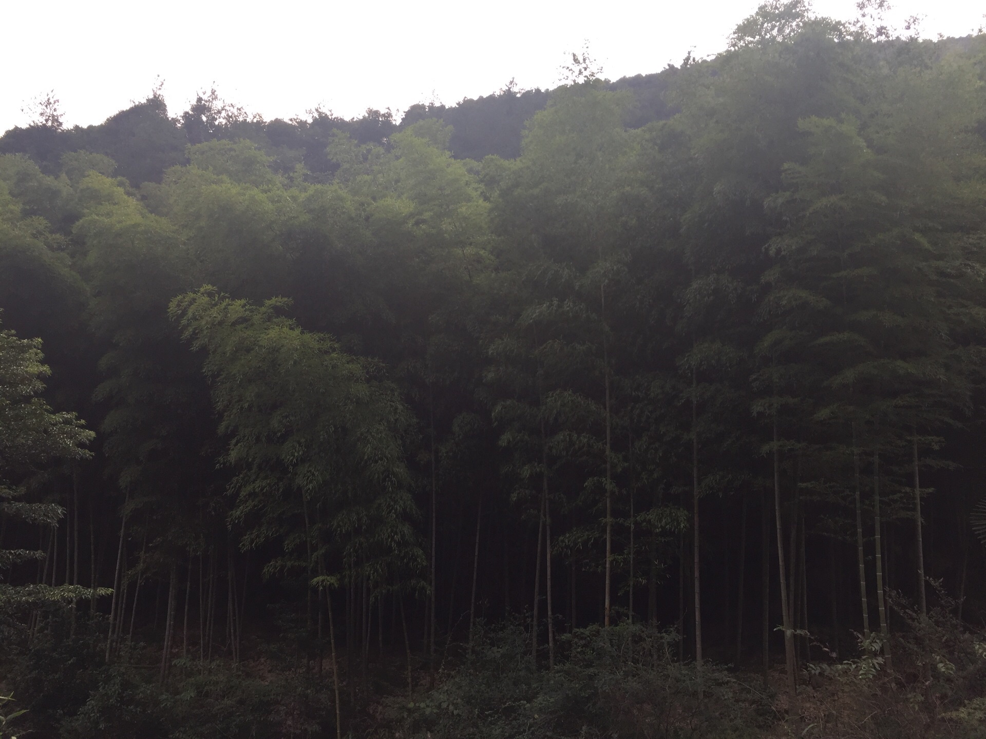 白菊花景区