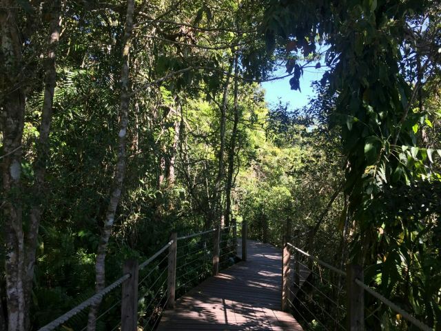 Daintree Rainforest