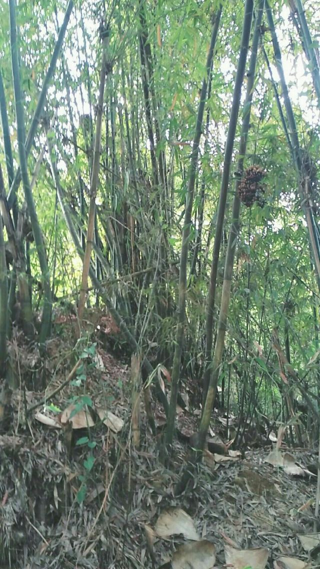 凤凰山国家森林公园旅行图片 3
