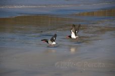Birds of Eden-Greater Plettenberg Bay