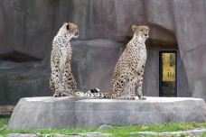Milwaukee County Zoo-密尔沃基