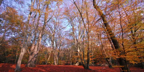 Epping Forest